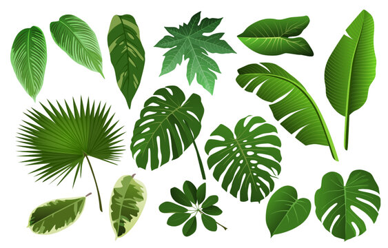 Fern leaf, banana palm and monstera realistic leaves. Hawaii tropical green tree foliage, jungle with philodendron, exotic plants. Decorative botany elements. Vector 3d isolated illustration