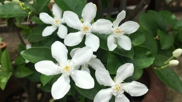 Naturally wind blowing arctic snow bush (Wrightia antidysenterica) in Apocynaceae family. Sometime calls Winter cherry tree,  Milky way, Sweet Indrajao, Pudpitchaya. This is no sound VDO.