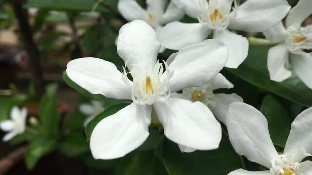 Naturally wind blowing arctic snow bush (Wrightia antidysenterica) in Apocynaceae family. Sometime calls Winter cherry tree,  Milky way, Sweet Indrajao, Pudpitchaya. This is no sound VDO.