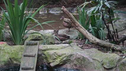 Brazilian teal|Anseriformes|Anatidae|Amazonetta brasiliensis|巴西鴨