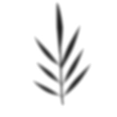 Leaf Shadow Illustration