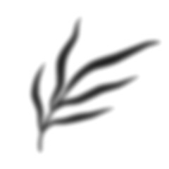 Leaf Shadow Illustration