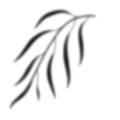 Leaf Shadow Illustration