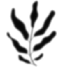 Leaf Shadow Illustration