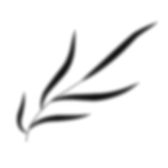 Leaf Shadow Illustration