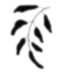 Leaf Shadow Illustration