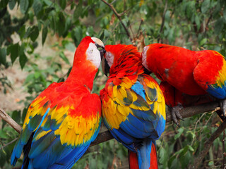 Tropical Scarlet Macaws Preening on Branch in Forest