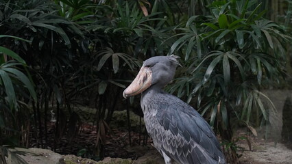 Shoebill|Shoe-billed stork|Balaeniceps rex|鯨頭鸛