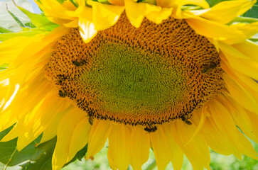 A large yellow sunflower with bees that collect pollen.