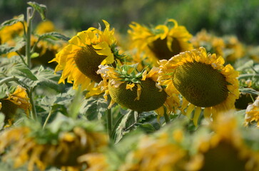 scenic view of sunflowers on a sunny day with a natural flower fields background. sensitive focus.