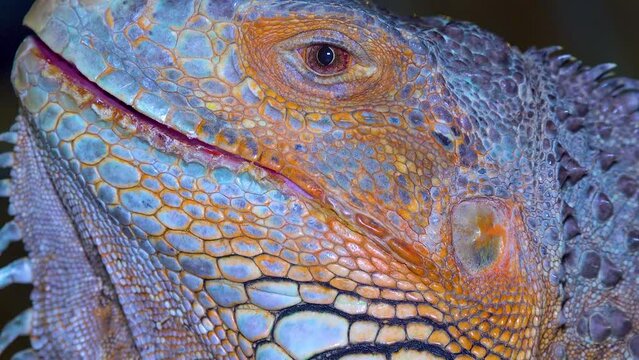 Head close-up The green iguana, common iguana (Iguana iguana)