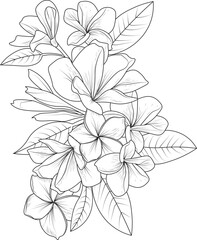 Bouquet of frangipani flower hand drawn pencil sketch coloring page and book for adults isolated on white background floral element simplicity, embellishment, tattooing, illustration ink art.