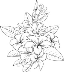 Set of a decorative stylized frangipani flower isolated on white background. Highly detailed vector illustration, doodling and zentangle style, tattoo design blossom plumeria flowers.
