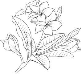 Sketch of frangipani flower illustration hand-drawn botanical leaf buds isolated on white, spring flower and ink art style, botanical garden element.
