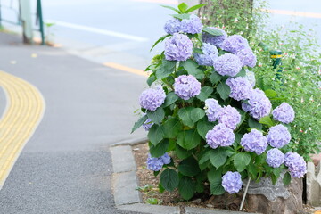 purple hydrangea in full blooming