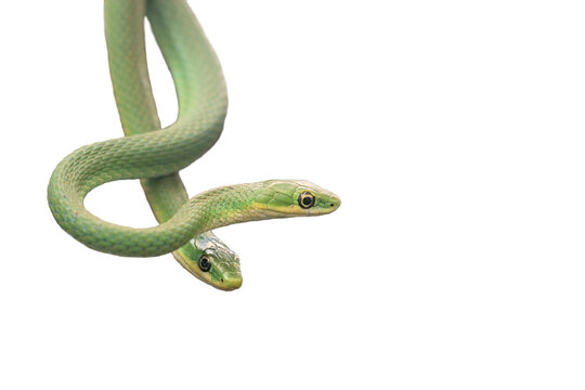 Paar der Rauen Grasnatter (Opheodrys aestivus), freigestellt
