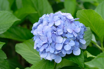 blooming flower of hydrangea tree