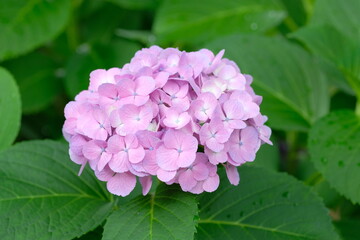 blooming pink hydrangea in the park