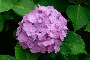 blooming pink hydrangea in the park