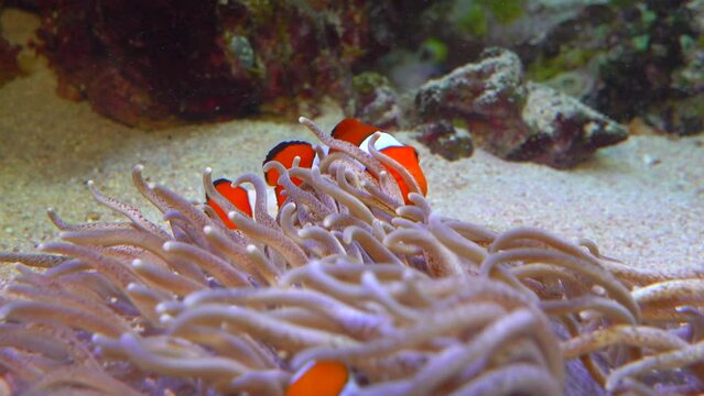Clown fish, Anemonefish (Amphiprion ocellaris) swim among the tentacles of anemones, symbiosis of fish and anemones