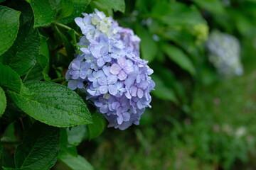 blooming flower of hydrangea tree