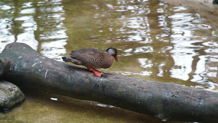 Brazilian teal|Anseriformes|Anatidae|Amazonetta brasiliensis|巴西鴨