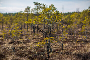 Small pine tree in bog swamp in bright daylight