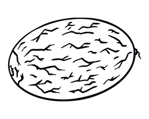 Melon fruit. Vector illustrations in hand drawn sketch doodle style. Element for coloring book, design, print
