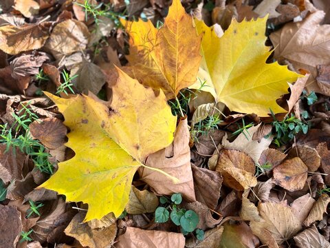 autumn leaves in the hand