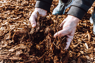 Wood chips, mulch in hands