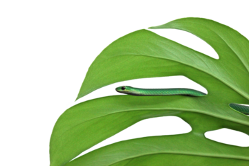 Weibliche Raue Grasnatter (Opheodrys aestivus) auf Fensterblatt (Monstera deliciosa) , freigestellt
