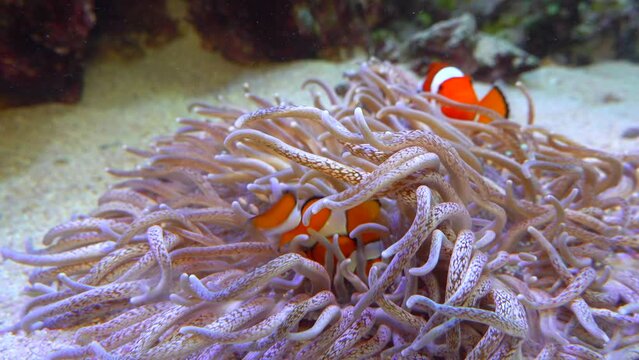 Clown fish, Anemonefish (Amphiprion ocellaris) swim among the tentacles of anemones, symbiosis of fish and anemones