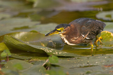 A green heron (Butorides virescens), a wading bird, catches a small fish in Sarasota, Florida