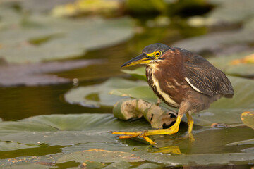 A green heron (Butorides virescens) walks on aquatic plants in Sarasota, Florida