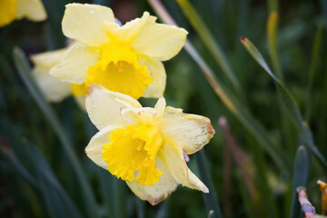 Fototapeta premium Yellow Daffodil in sunlight