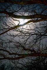 tree and moon at night, nacka, stockholm,sweden,sverige