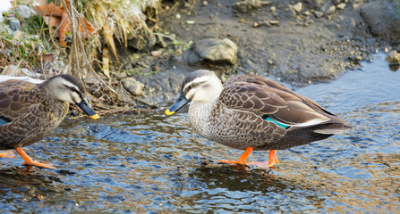 Spot-billed duck eating moss or waterweed on flowing water