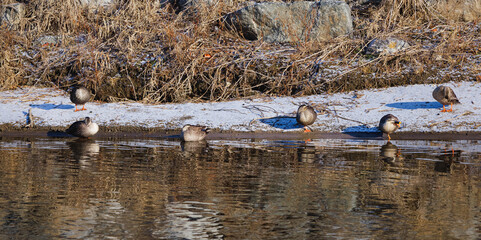 A family of spot-billed ducks sleeping on a winter morning