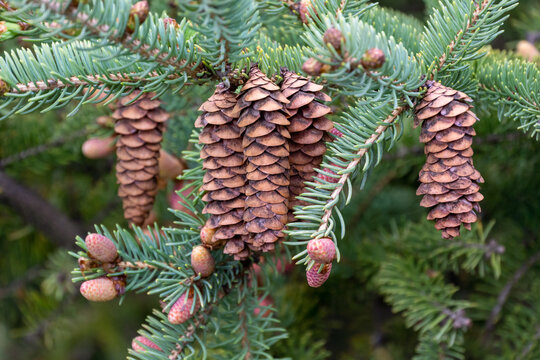 Pine Cones Growing On The Tree In May