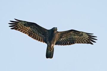 European honey buzzard (Pernis apivorus)