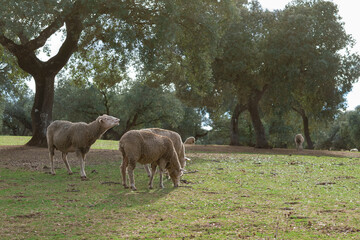 flock of sheep in a Spanish Dehesa
