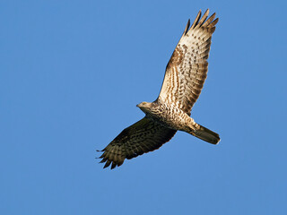 European honey buzzard (Pernis apivorus)