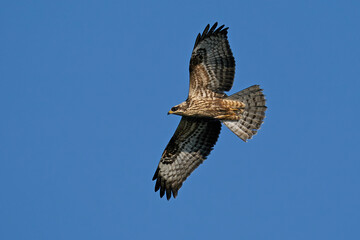 European honey buzzard (Pernis apivorus)