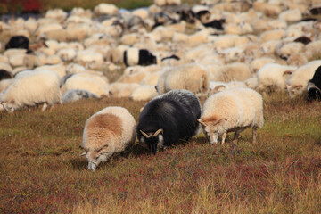 Sheeps in meadow, Iceland