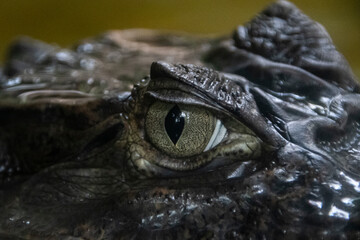 Crocodile peeps out of the water (Caiman crocodilus)