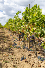 Reduction of ripening grapes to produce highest quality wines in Bordeaux, France