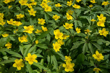 Obraz premium First flowers in springtime: Eranthis hyemalis. Eranthis hyemalis is a plant found in Europe, which belongs to the family Ranunculaceae. The plant is small, it has large, yellow, cup-shaped flowers.