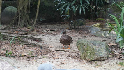 Cinnamon teal| Anseriformes| Anatidae|Spatula cyanoptera|桂红鸭