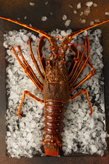 Langouste vivante sur un plateau de glaçons