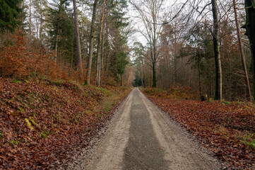 A path through the autumn forest